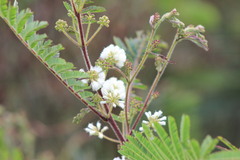 Acaciella