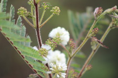 Acaciella