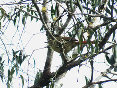 Cranioleuca pyrrhophia