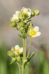 Drymocallis convallaria