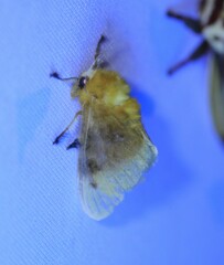 Megalopyge bissesa