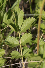 Drymocallis convallaria