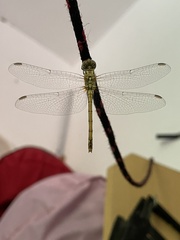 Sympetrum meridionale