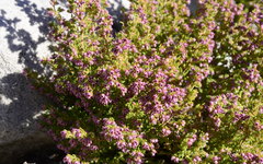 Erica hispidula hispidula