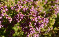 Erica hispidula hispidula