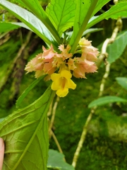 Drymonia parviflora