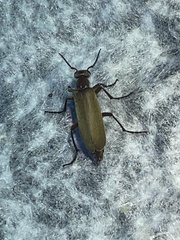 Epicauta ochrea