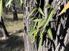 Parsonsia eucalyptophylla