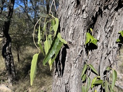 Parsonsia eucalyptophylla