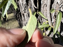 Parsonsia eucalyptophylla