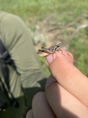 Melanoplus angustipennis