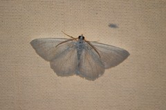 Lomographa vestaliata