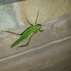 Tettigonia viridissima