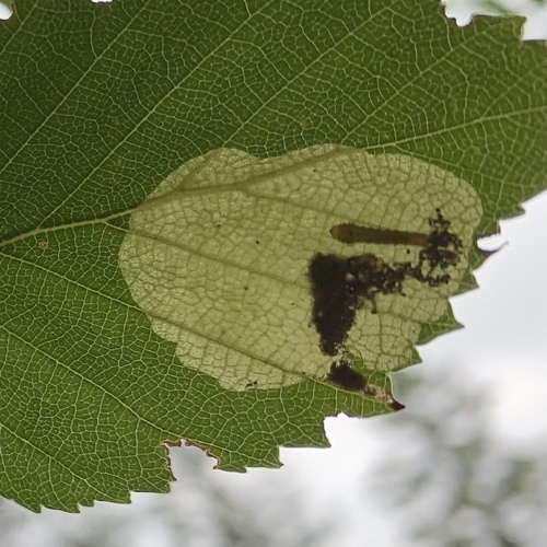Early Birch Leaf Edgeminer photo 3