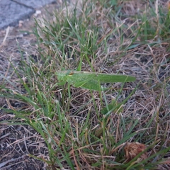 Tettigonia viridissima
