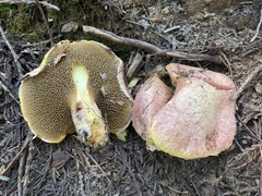 Suillus ochraceoroseus