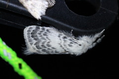 Apotolype brevicrista