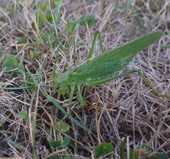 Tettigonia viridissima