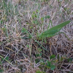 Tettigonia viridissima