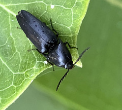 Parallelostethus attenuatus