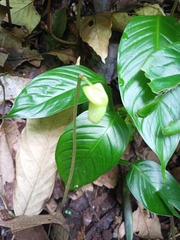 Arisaema macrospathum