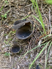 Dissingia leucomelaena