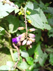 Rhynchoglossum