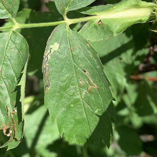 Stigmella rosaefoliella photo 3