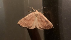 Thallophaga hyperborea