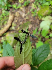 Syntomeida melanthus
