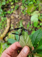 Syntomeida melanthus