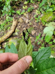 Syntomeida melanthus