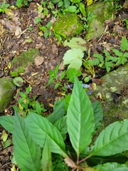 Syntomeida melanthus