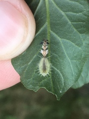 Deloyala guttata