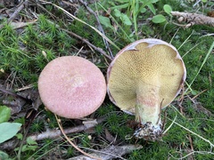 Suillus ochraceoroseus
