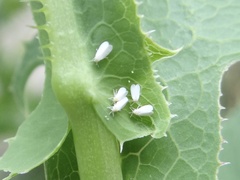 Aleyrodes lonicerae