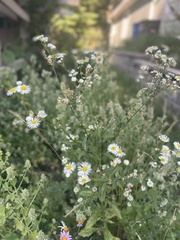 Erigeron strigosus