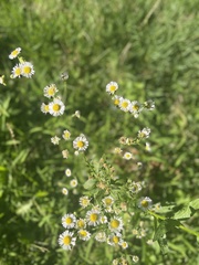 Erigeron strigosus