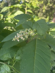Phytolacca americana americana