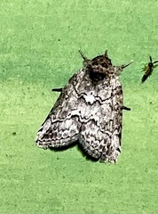 Nycteola polycyma