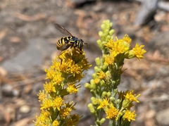 Spilomyia interrupta