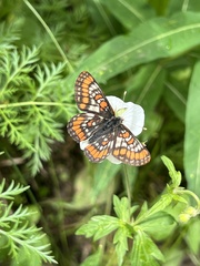 Euphydryas gillettii