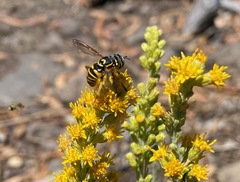 Spilomyia interrupta
