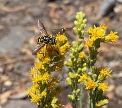 Spilomyia interrupta