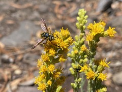 Spilomyia interrupta
