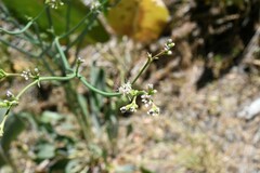 Eriogonum elatum