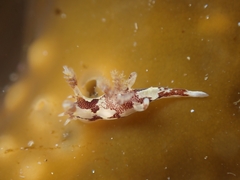 Ancula lentiginosa