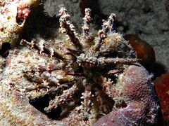 Plococidaris verticillata