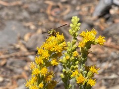 Spilomyia interrupta