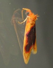 Rhodographa phaeoplaga